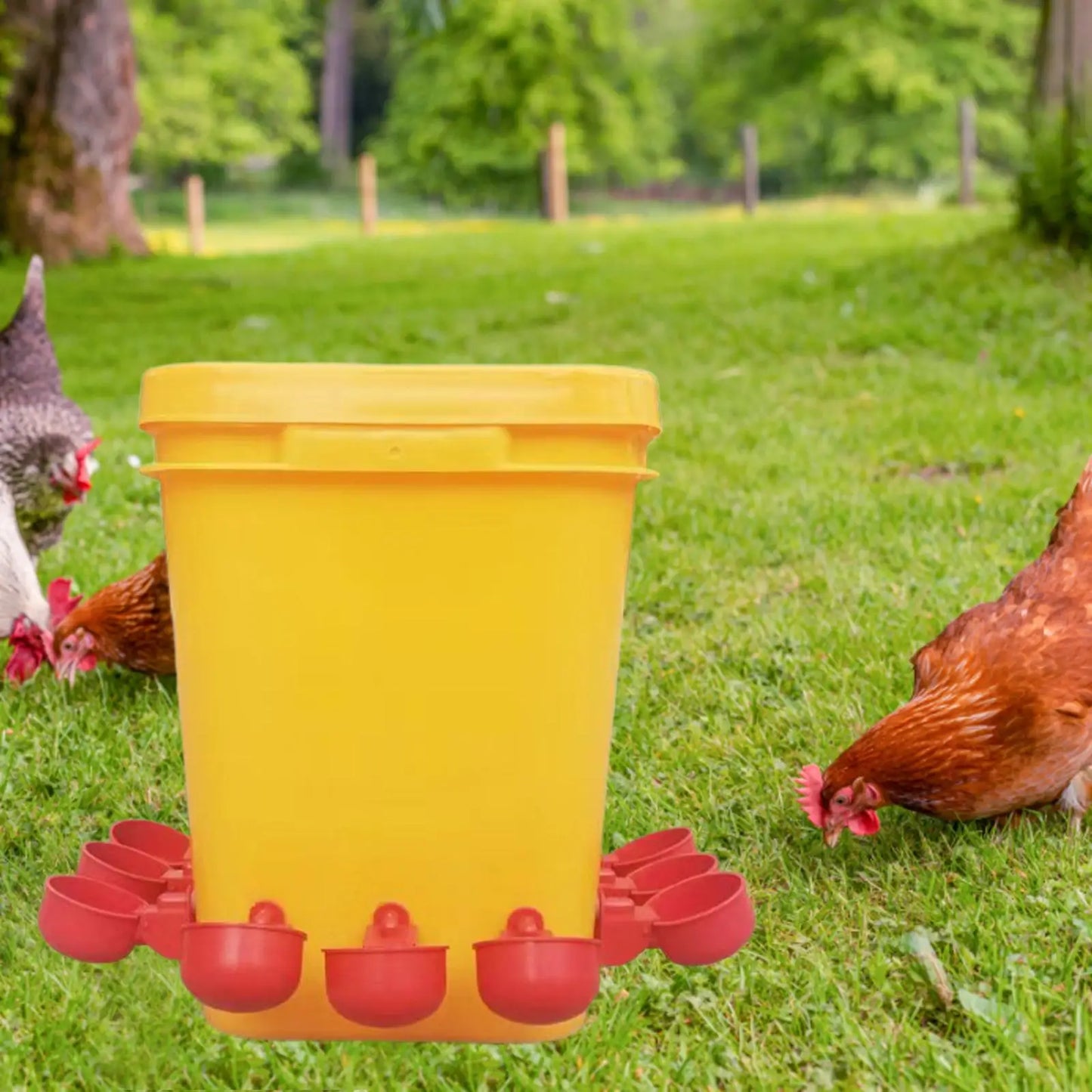 Watering Bucket